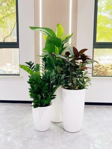 专业花木出租,开启宁波前湾的绿色生活新篇章